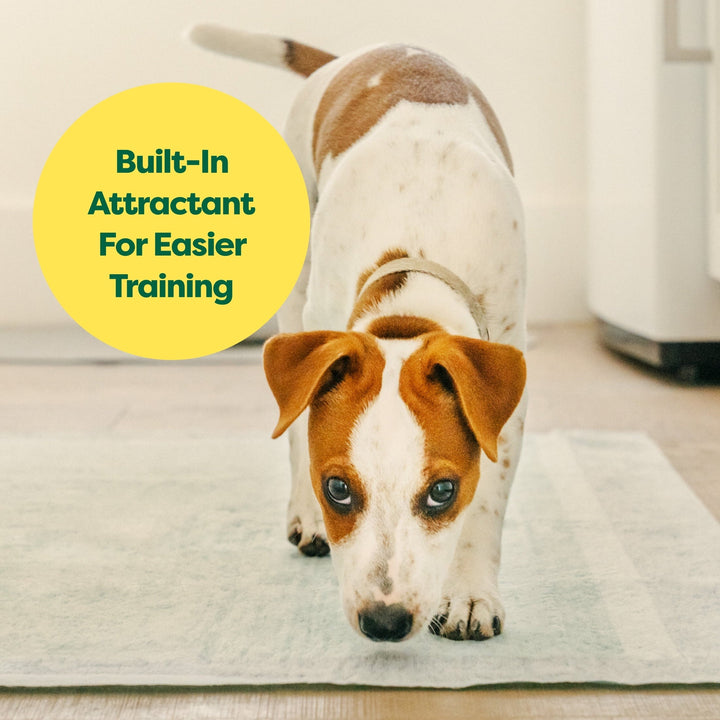 Earth Rated Leak-proof Pee Pads for Dogs and Puppies, 2X Faster Absorption*, Unscented, XXL, 30x36 in., 25ct