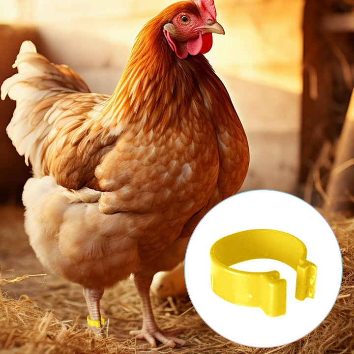 SeekLGT Chicken Leg Bands,Chick Leg Bands,100 Pieces Chicken Leg Rings Chicken Identification Leg Poultry Leg Clip On Leg Rings For Chicken Random Color