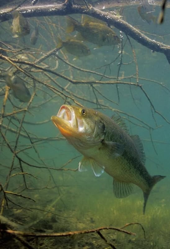 Floating Sportfish Game Fish Food – 32% Protein, 7 lb Bag – Ideal for Bass, Bluegill, Catfish, Carp, Minnows & More – Pond & Lake Use