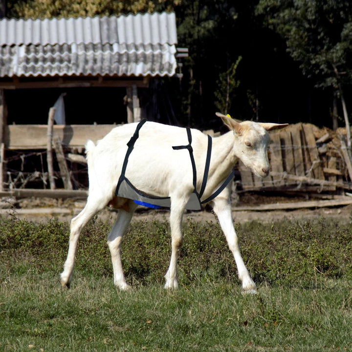 Anti Breeding Buck Apron Anti Mating Skirt with Chest Strap for Goats Sheep and Collar Breeding Control Goat Skirt Adjustable Mating for Goats Shee Blue