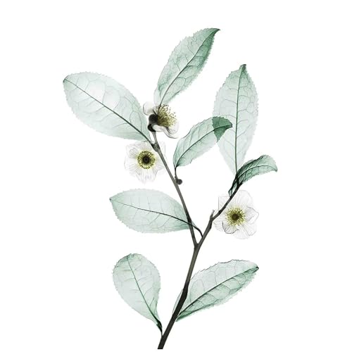 Nexxus DIAMETRESS Volumizing Shampoo 13.50 oz (Pack of 2)