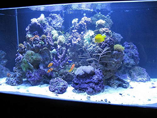Kolar Labs LANXESS DI Deionization Resin – for Fish Tanks, Ponds & Aquariums, Reef Aquarium Grade, 567 Grams; 1.25lbs (1 Canister Refill)