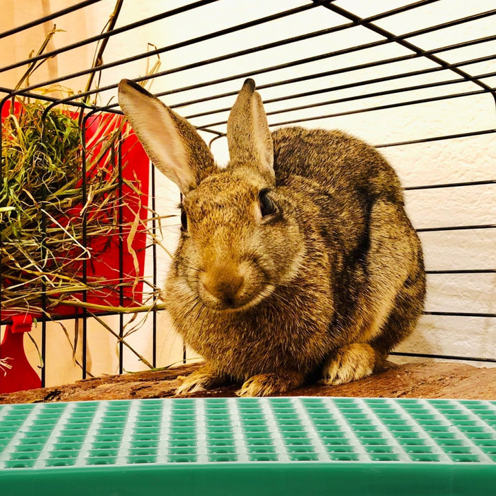 Sensethe Rabbit Cage Liner Mat for Pet Cats Dogs Bunny Hamster Rat Chinchilla Guinea Pig