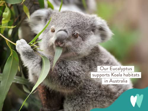 Babo Botanicals Eucalyptus Remedy Shampoo & Wash - Invigorating Eucalyptus & Rosemary Essential Oils -For all Ages - EWG Verified - Vegan - Cruelty Free