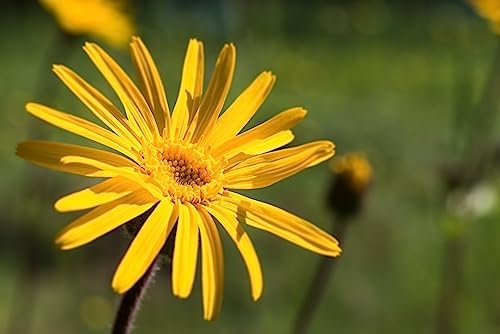 Weleda Arnica Muscle Soak, 6.8 Ounce