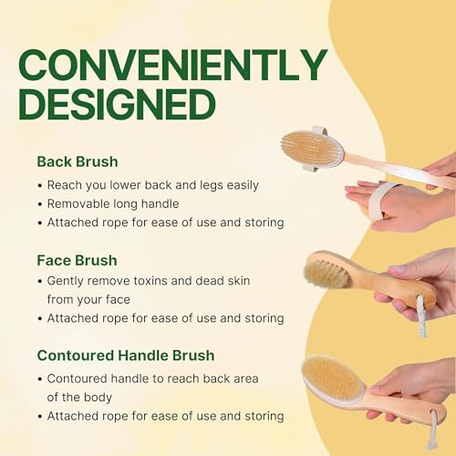 Asani Dry Brushing Body Brush Set for Lymphatic Drainage & Cellulite - 3-Pcs Detachable Back, Contour Body & Face Brushes Organic Gift for Dry Skin, Exfoliation, Invigorating Showers