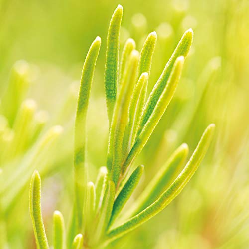 Weleda Weleda rosemary revitalising hair tonic 100ml