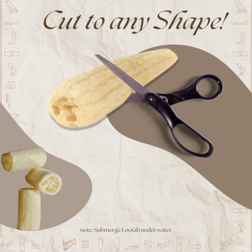 One Whole Egyptian Loofah 100% Natural SPA Beauty Bath Sponge Body Scrubber Puff. Premium Quality Lofa Loofa Luffa Loffa for exfoliating Your Skin.