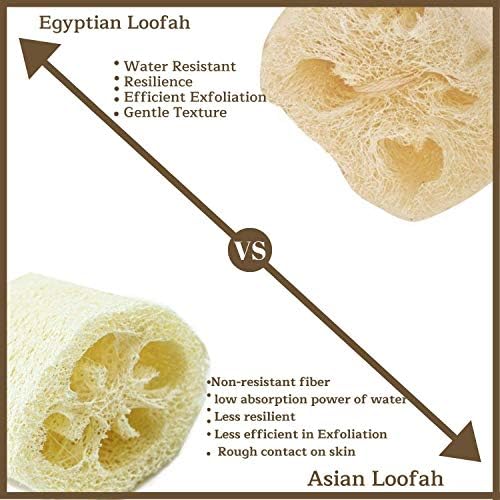 One Whole Egyptian Loofah 100% Natural SPA Beauty Bath Sponge Body Scrubber Puff. Premium Quality Lofa Loofa Luffa Loffa for exfoliating Your Skin.