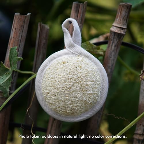 12 Pack Natural Loofah Face Scrubber & Exfoliator, Organic Exfoliating Facial Scrub Pads and Sponges for Women & Men