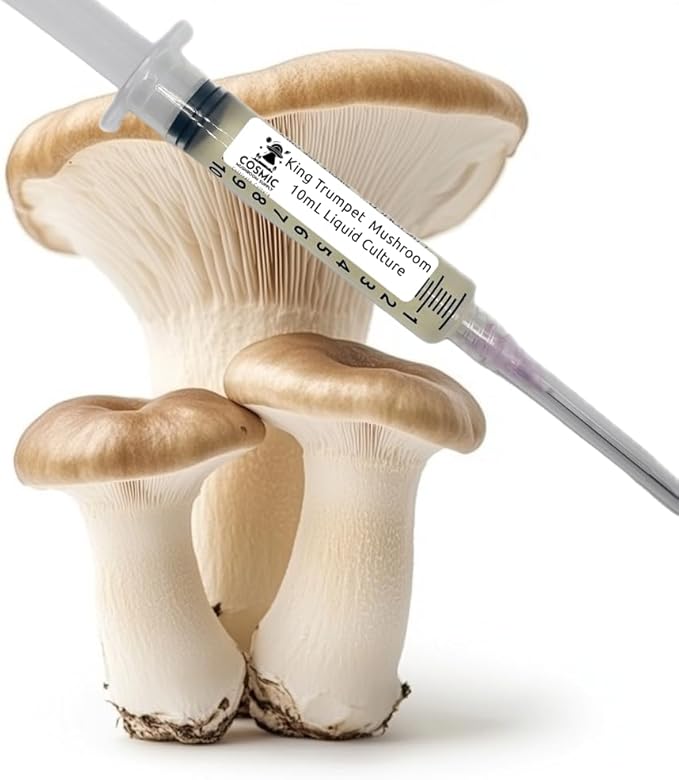 King Trumpet Mushroom (Pleurotus eryngii) - Liquid Culture - 10cc