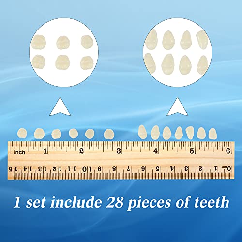 BBTO 6 Sets Acrylic Resin Fake Teeth artificial teeth Denture Replacement tooth prop Synthetic Resin Denture for Replacement, 112 Pieces, 23 A2