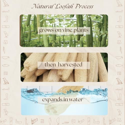 One Whole Egyptian Loofah 100% Natural SPA Beauty Bath Sponge Body Scrubber Puff. Premium Quality Lofa Loofa Luffa Loffa for exfoliating Your Skin.