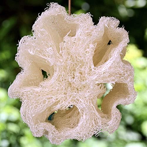 Super Jumbo 26" - 30" Whole Egyptian Loofah 100% Natural Organic Loofah Exfoliating Scrubber for Shower, Natural Loofah Sponge Body Scrubber, for Men and Women