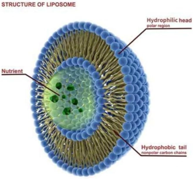 Pure TheraPro Rx Liposomal Vitamin C Powder, Patented PureWay Vegan Vitamin C Supplement, Supports Healthy Aging, Immune Function & Collagen Formation, Non-GMO, Made in The USA (66g,120 Servings)