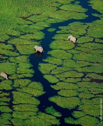 Guerlain Aqua Allegoria Flora Cherrysia Eau de Toilette Spray for Women, 4.2 Ounce