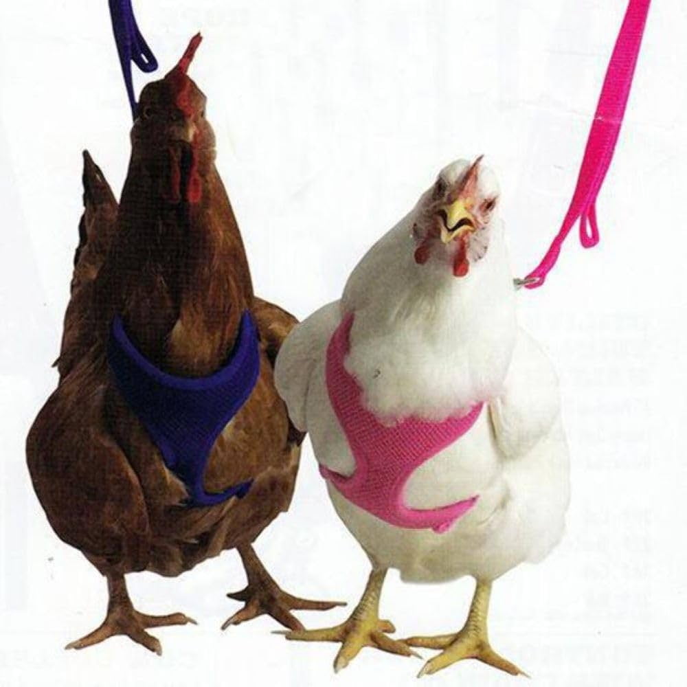 Original Valhoma Chicken Combo Pullet Harness with 4 Feet Leash Purple, XS