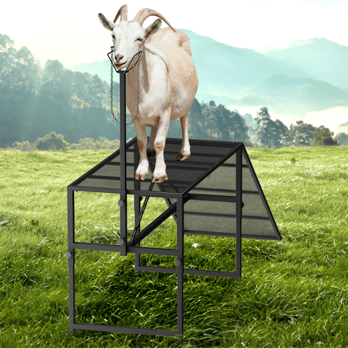 Livestock Stand, Adjustable Height Livestock Stand, Heavy Duty Steel, 500LBS Load, Goat Trimming Stand, for Sheep Lambs Goats