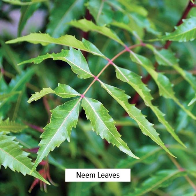 Banyan Botanicals Neem Powder - Organic Azadirachta Indica - Purifying Ayurvedic Herb for Healthy Skin & Blood* – 1 lb. – Fair for Life Sustainably Sourced Non-GMO Vegan