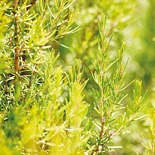 Weleda Weleda rosemary revitalising hair tonic 100ml