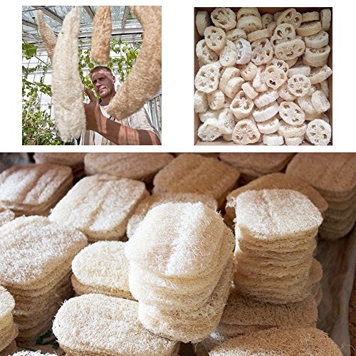 AVESEL Exfoliating Loofah Sponge Pads (Pack of 8) - Large 4x6-100% Natural Luffa and Terry Cloth Materials Loofa Sponge Scrubber Body Glove - Men and Women, Yellow, (Loofah-08)