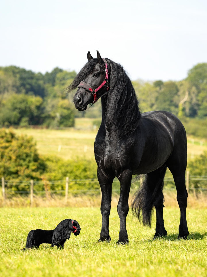 LeMieux Toy Pony - Spike - Reversible Lorry/Stable Carry Case - Crinkly Mane and Fluffy Feathers - Includes Pony Passport - Ages 3+ - Black Friesian - One Size