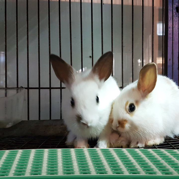 Gongc Rabbit Cage Liner Mat for Pet Cats Dogs Bunny Hamster Rat Chinchilla Guinea Pig