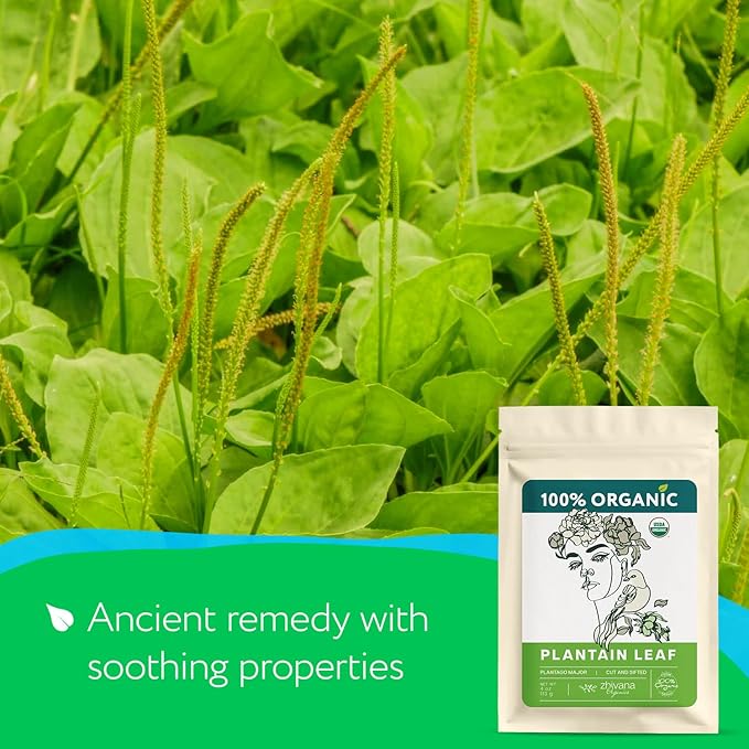 Super Value Pack 5 LB – Organic Plantain Leaf Tea (Plantago Major) – Natural Respiratory Support - Loose Leaf Tea for Soothing, Digestive & Immune Benefits