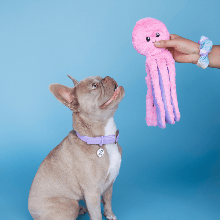 Bundle x Joy Octopus Crinkle Legs Plush for Dogs with Squeaker & Crinkle for Added Joy
