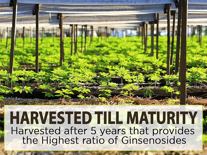 AKI American Ginseng Powder with 4% Ginsenosides - Ideal with Coffee, Beverages Like Smoothies (4oz/113g)