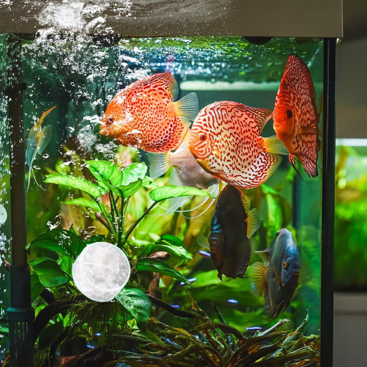 2025 New Aquarium Water Purifier Tablets Clears Turbid Water Instantly Safe for All Fish Tanks Portable Fast Acting Formula 30 Tablets Per Pack Long Lasting Results