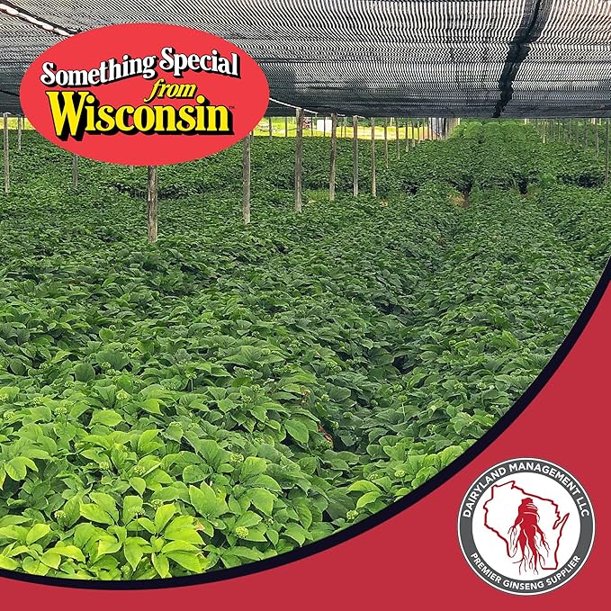 Dairyland American Ginseng Slices and Roots - 16 oz Pack Each of Wisconsin Ginseng – Direct from Farmer to Consumer 西洋参