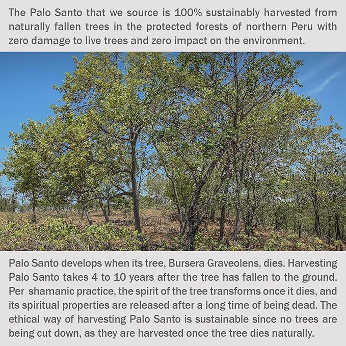 A-Grade Premium Palo Santo Incense - Sustainably Harvested in Peru - Holy Wood Smudge Sticks - Bulk Lot of 24 (Approx 1/2 lb.) for Cleansing, Smudging, Meditation and Purification (24 Sticks)