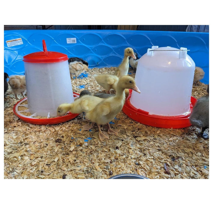 Chicken Waterer and Feeder Set | 1.5 Gallon Poultry Drinker and 11 Pound Feeder Combo | For Chickens, , Turkeys, Ducklings, Quail, Baby Chicks and More