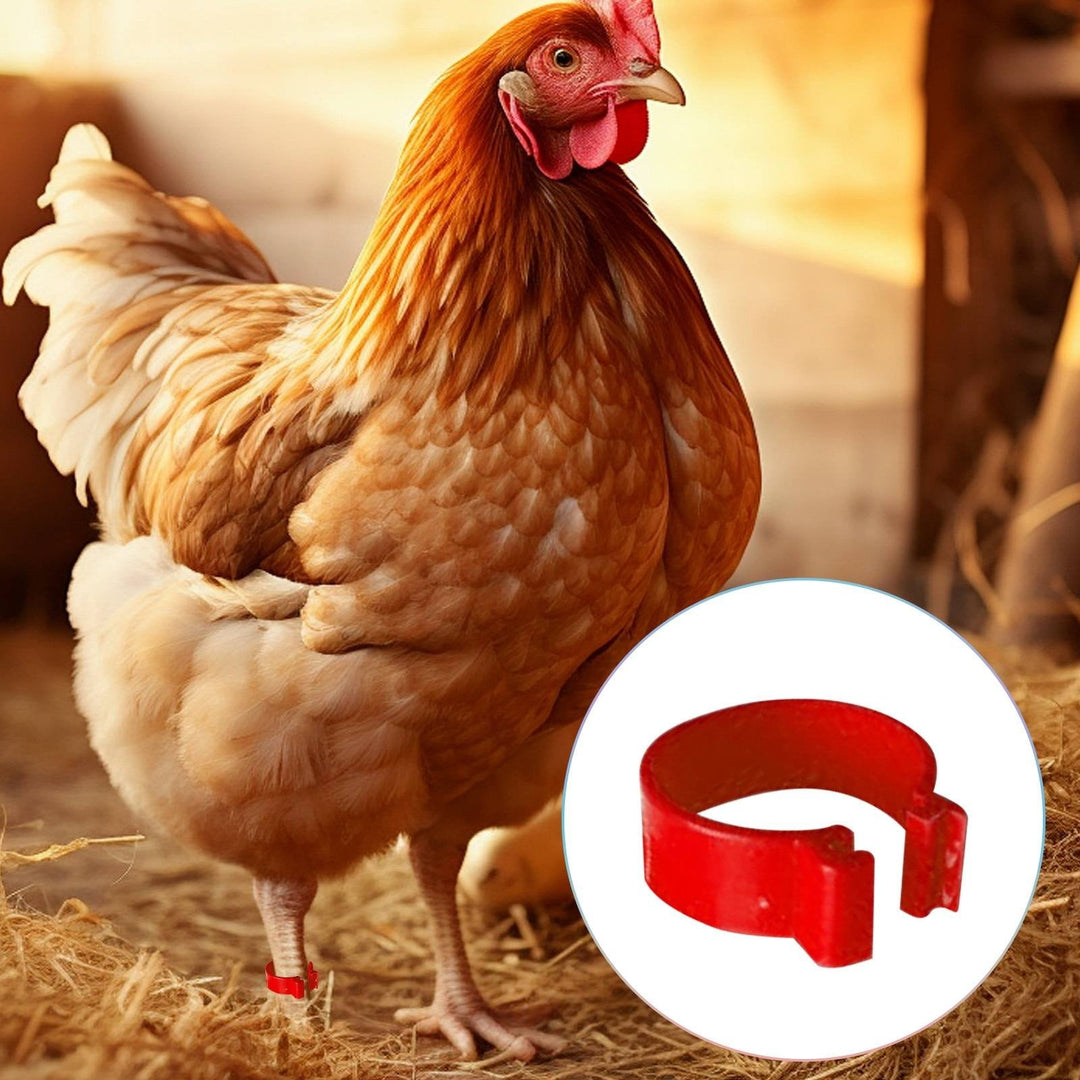 SeekLGT Chicken Leg Bands,Chick Leg Bands,100 Pieces Chicken Leg Rings Chicken Identification Leg Poultry Leg Clip On Leg Rings For Chicken Random Color