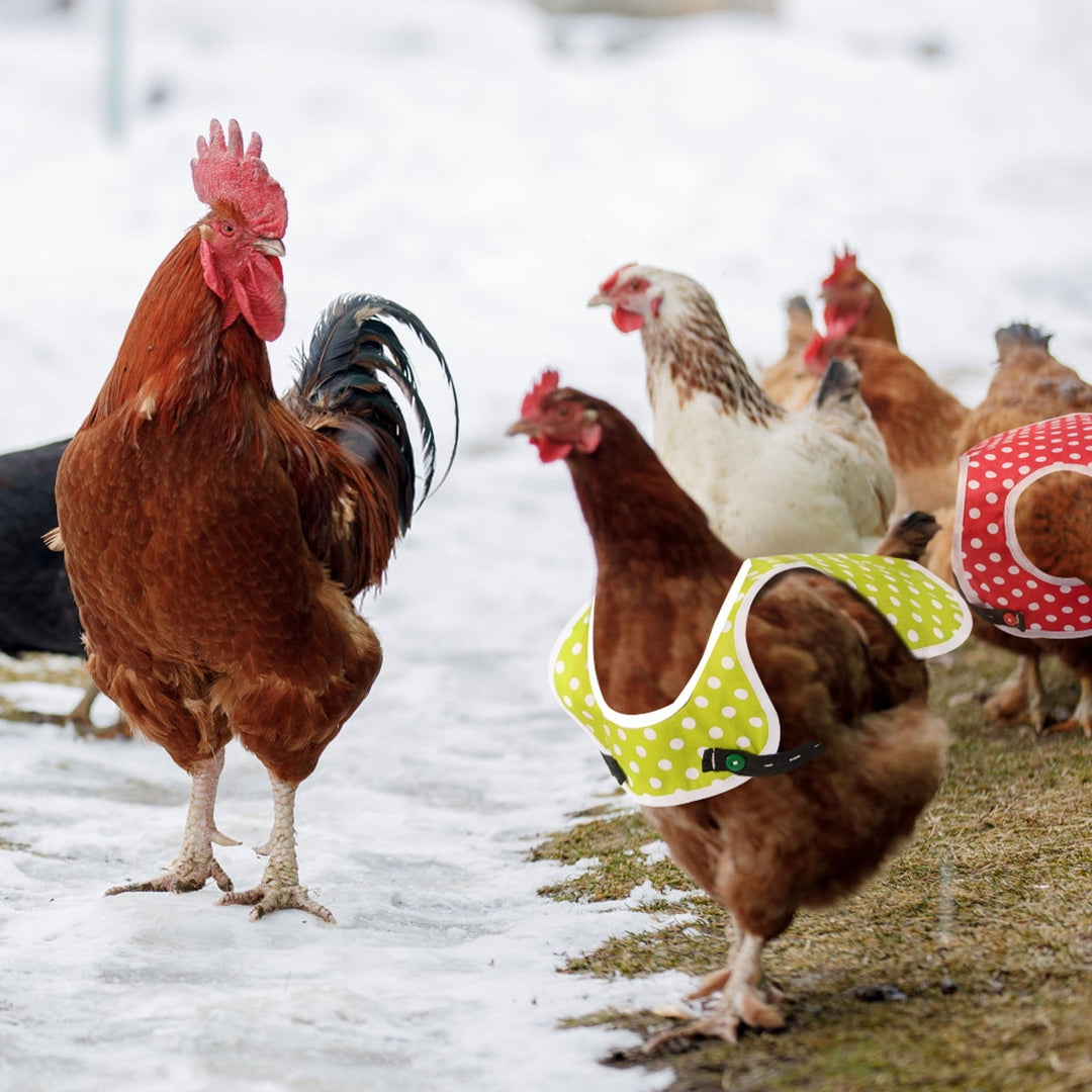 LINFANG 3Pcs Chicken Saddle Easy to Wear Hen Saddle with Adjustable Straps Wear Resistant Chicken Protector Saddle Breathable Hen Saddle Apron Practical for Hens Chicken