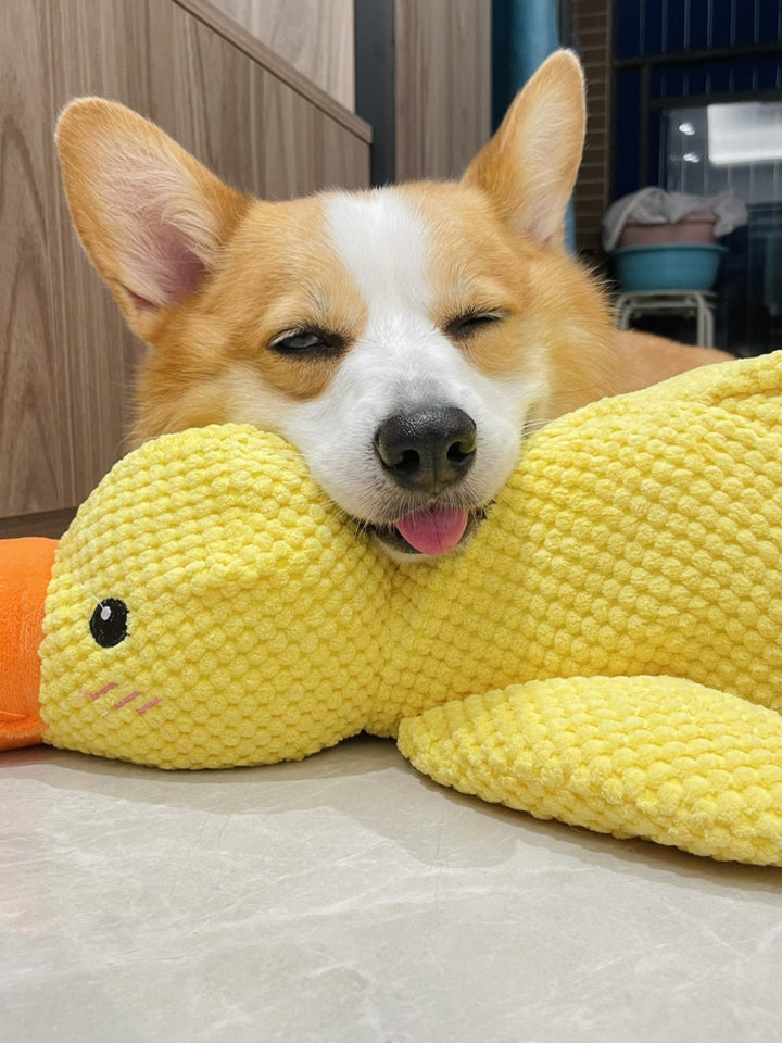 Large Dog Self-Hi Corgi Consumes Small Yellow Duck Dogs