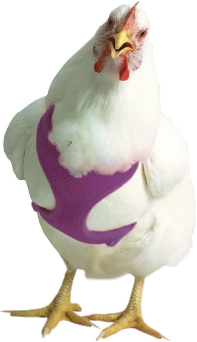Original Valhoma Chicken Combo Pullet Harness with 4 Feet Leash Purple, XS