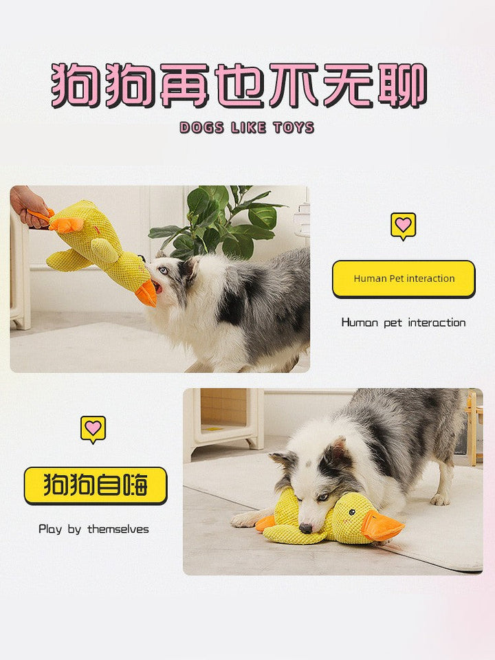 Large Dog Self-Hi Corgi Consumes Small Yellow Duck Dogs