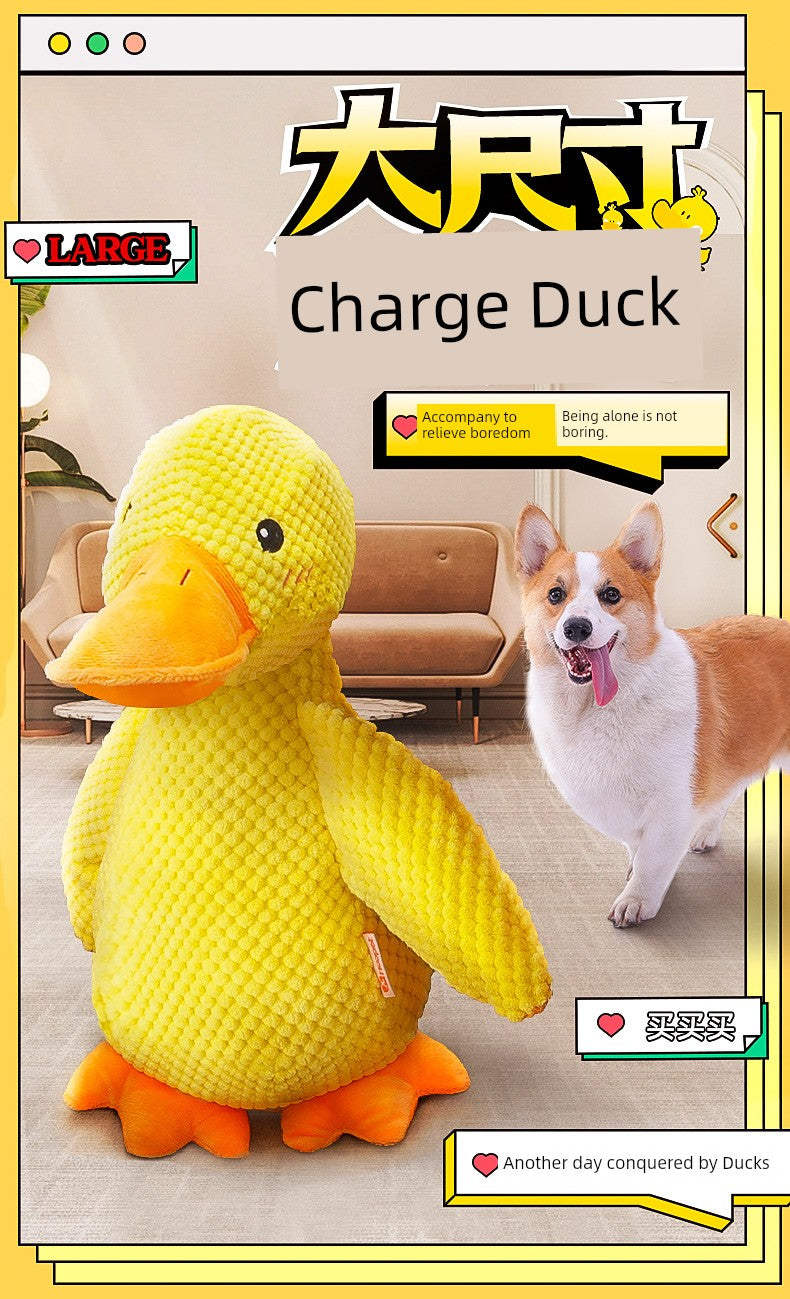 Large Dog Self-Hi Corgi Consumes Small Yellow Duck Dogs