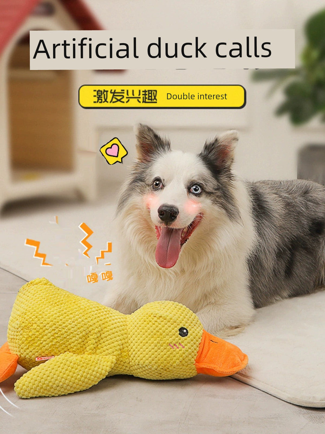 Large Dog Self-Hi Corgi Consumes Small Yellow Duck Dogs