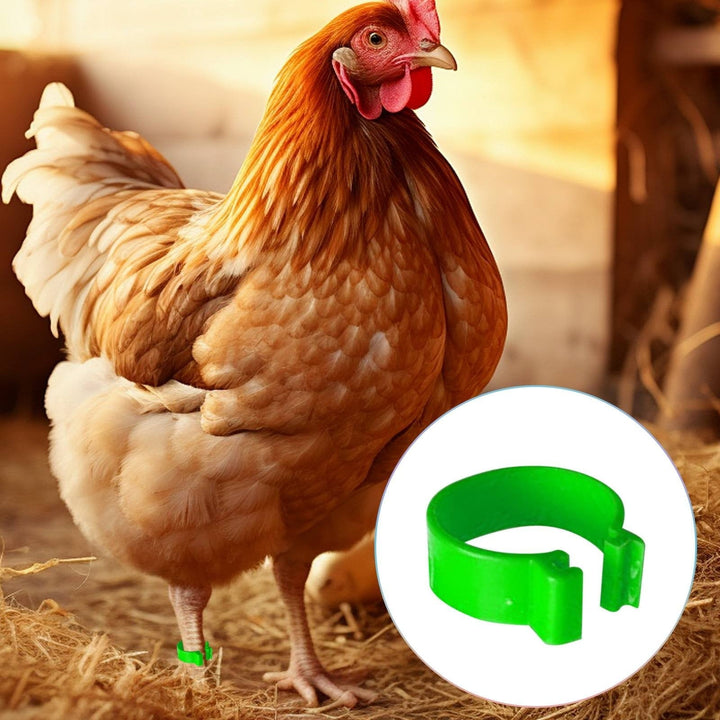 SeekLGT Chicken Leg Bands,Chick Leg Bands,100 Pieces Chicken Leg Rings Chicken Identification Leg Poultry Leg Clip On Leg Rings For Chicken Random Color