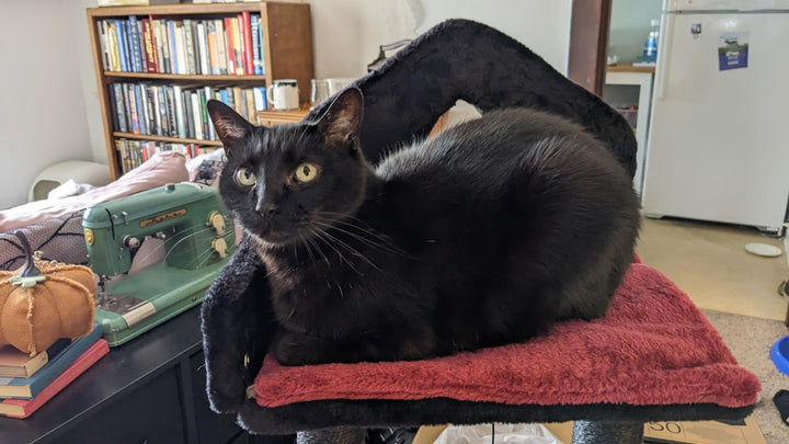 PawNest   black gothic cat tree, Black