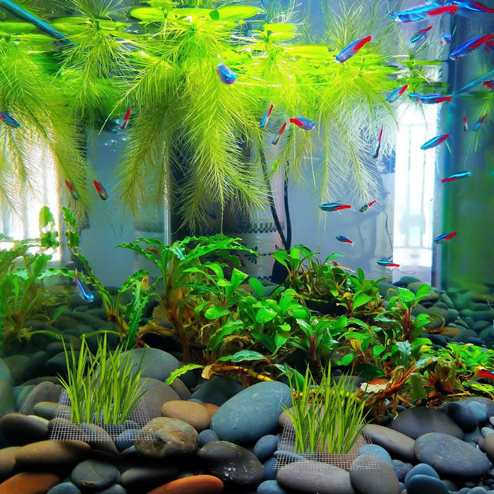 ROSENICE 15Pack Silver Square Aquatic Moss Mesh for Low Maintenance and Freshwater