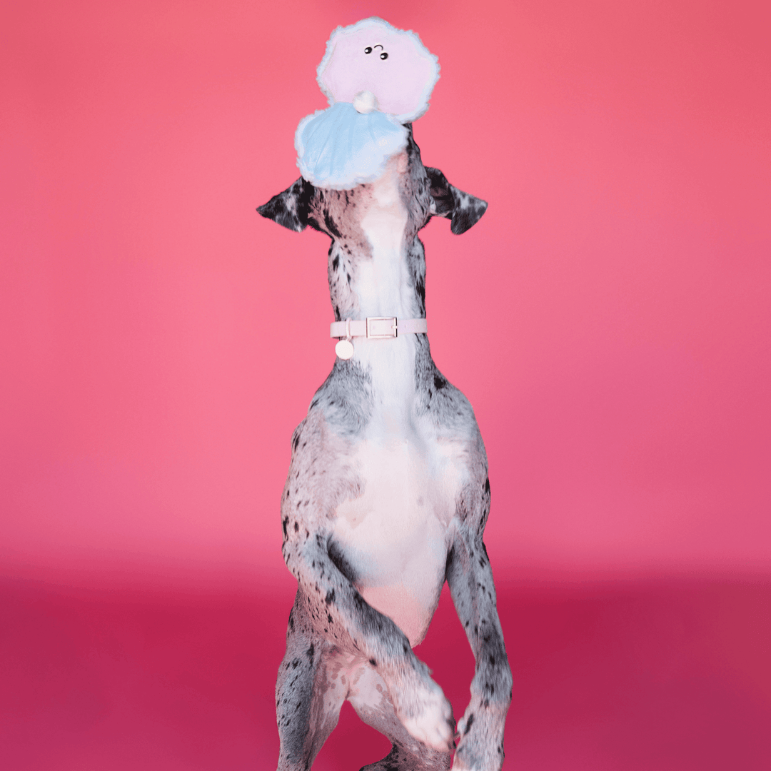 Bundle x Joy Oyster with Pearl Plush for Dogs with Squeaker, Crinkle & Softness for Added Joy