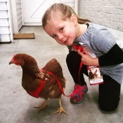 Original Valhoma Chicken Combo Pullet Harness with 4 Feet Leash Purple, XS