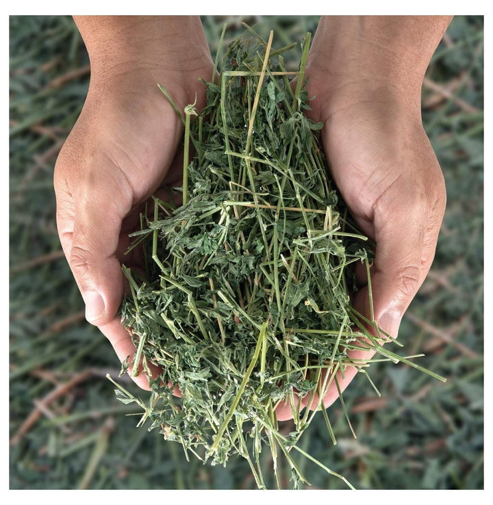 Alfalfa Hay - Dried Natural Alfalfa Hay for Rabbits, Guinea Pigs, Chinchillas, and - Protein and Fiber Rich Food for Small Animals - Healthy Pet Food
