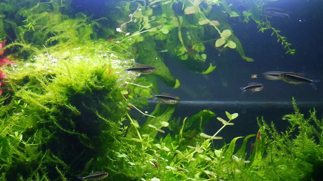 Aqueon Shrimp Pellets 4.8 Ounces